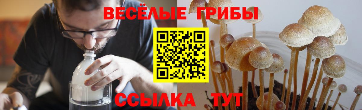 Псилоцибиновые грибы Psilocybine cubensis Печора